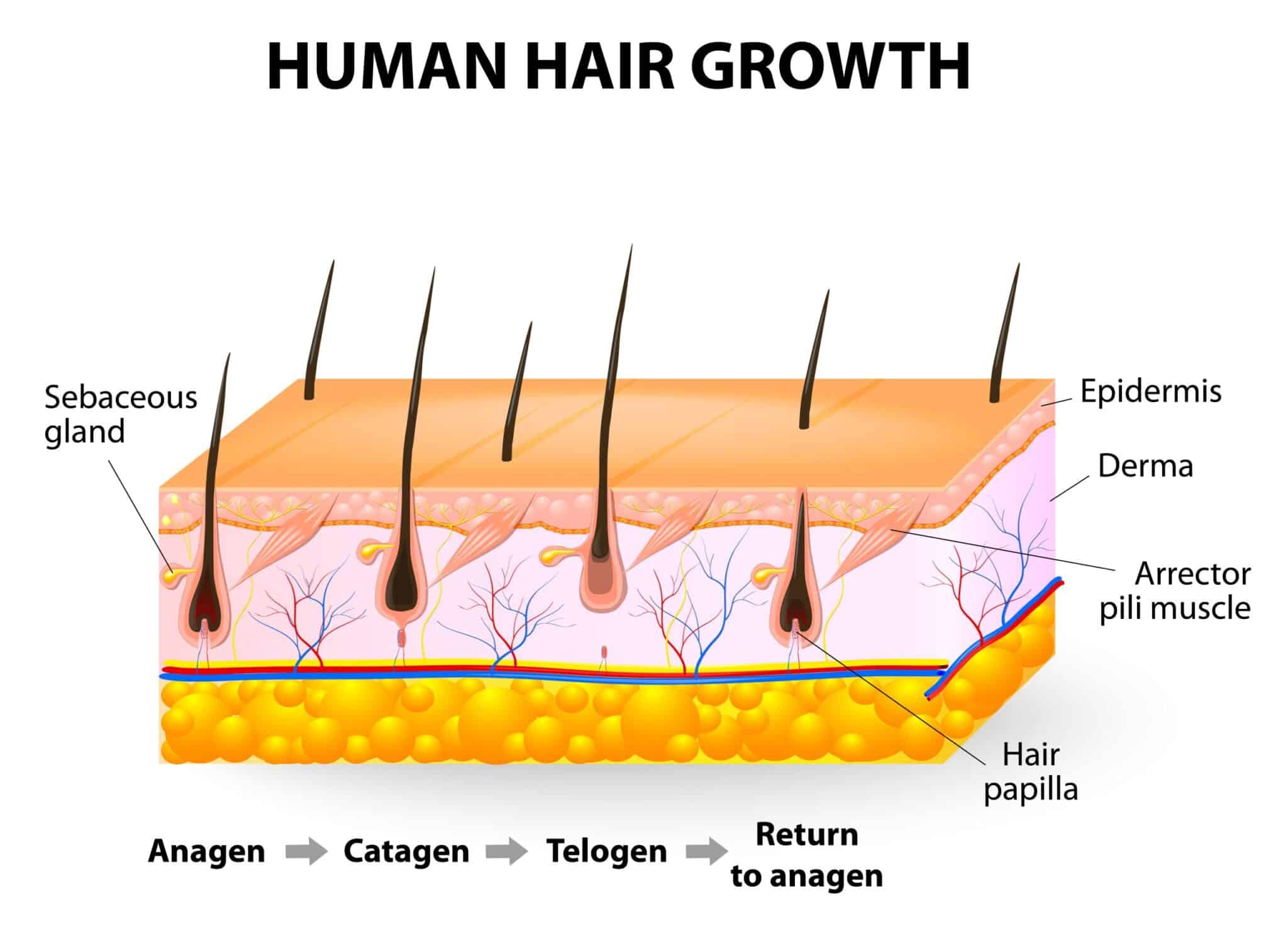 normal-hair-growth-cycle